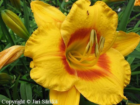 Hemerocallis Hybrida-Ryhm 'Fooled Me', tarhapivnlilja